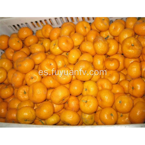 Fresh baby mandarinas naranjas hotsale